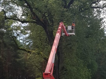 Zabiegi pielęgnacyjne pomników przyrody ZPK, 